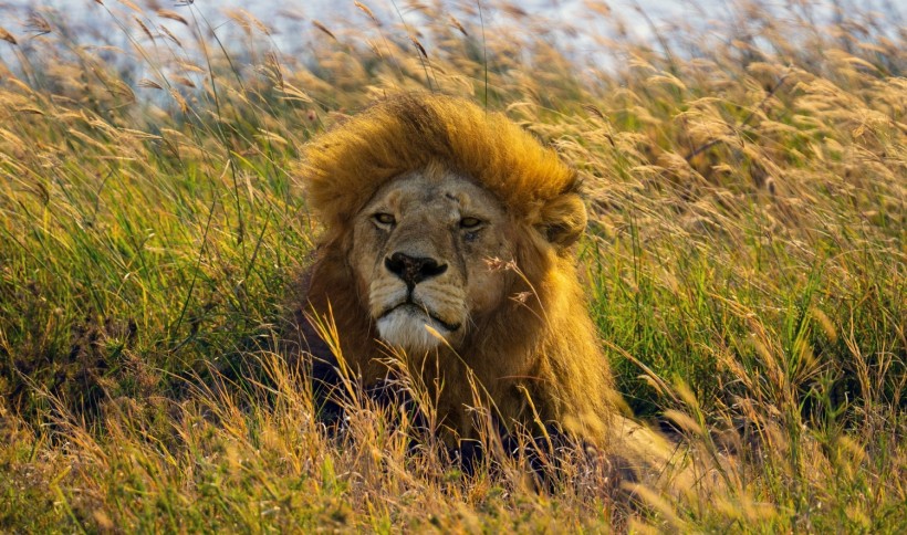 Lion wild cat tanzania