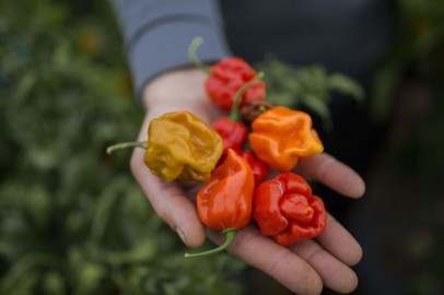 Pepper X Now the Hottest Chili Pepper in the World After Dethroning the Carolina Reaper, Says Guinness World Records