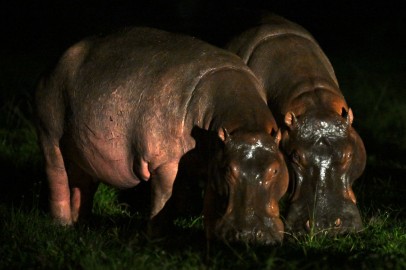 Pablo Escobar's Cocaine Hippos Will Be Culled in Colombia