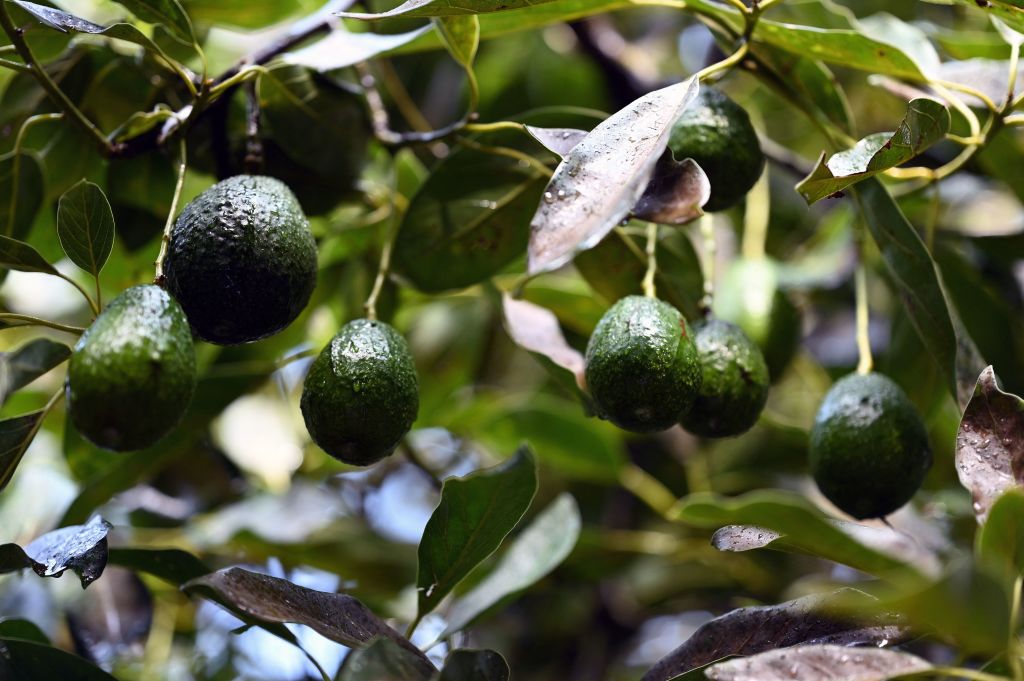 US Suspends Avocado Shipments From Michoacan After Inspectors Were Attacked