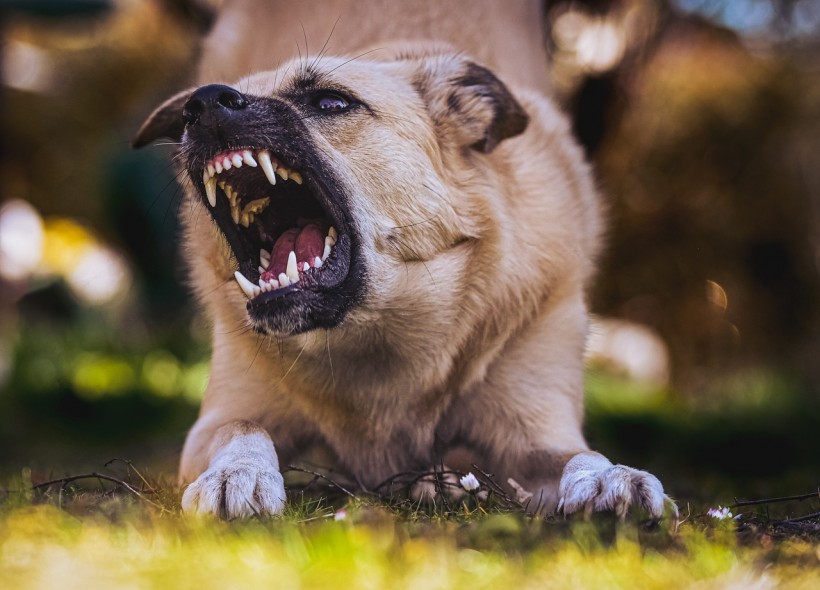 Dog, Teeth, Bite