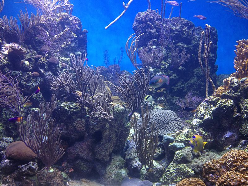 Environmental and Conservation News: Study Finds Caribbean Coral Reef