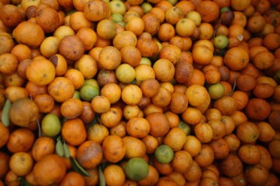 florida oranges, tangerines