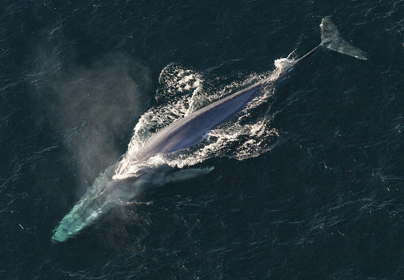 California Blue Whale Population Increasing, Even With Ship Collisions