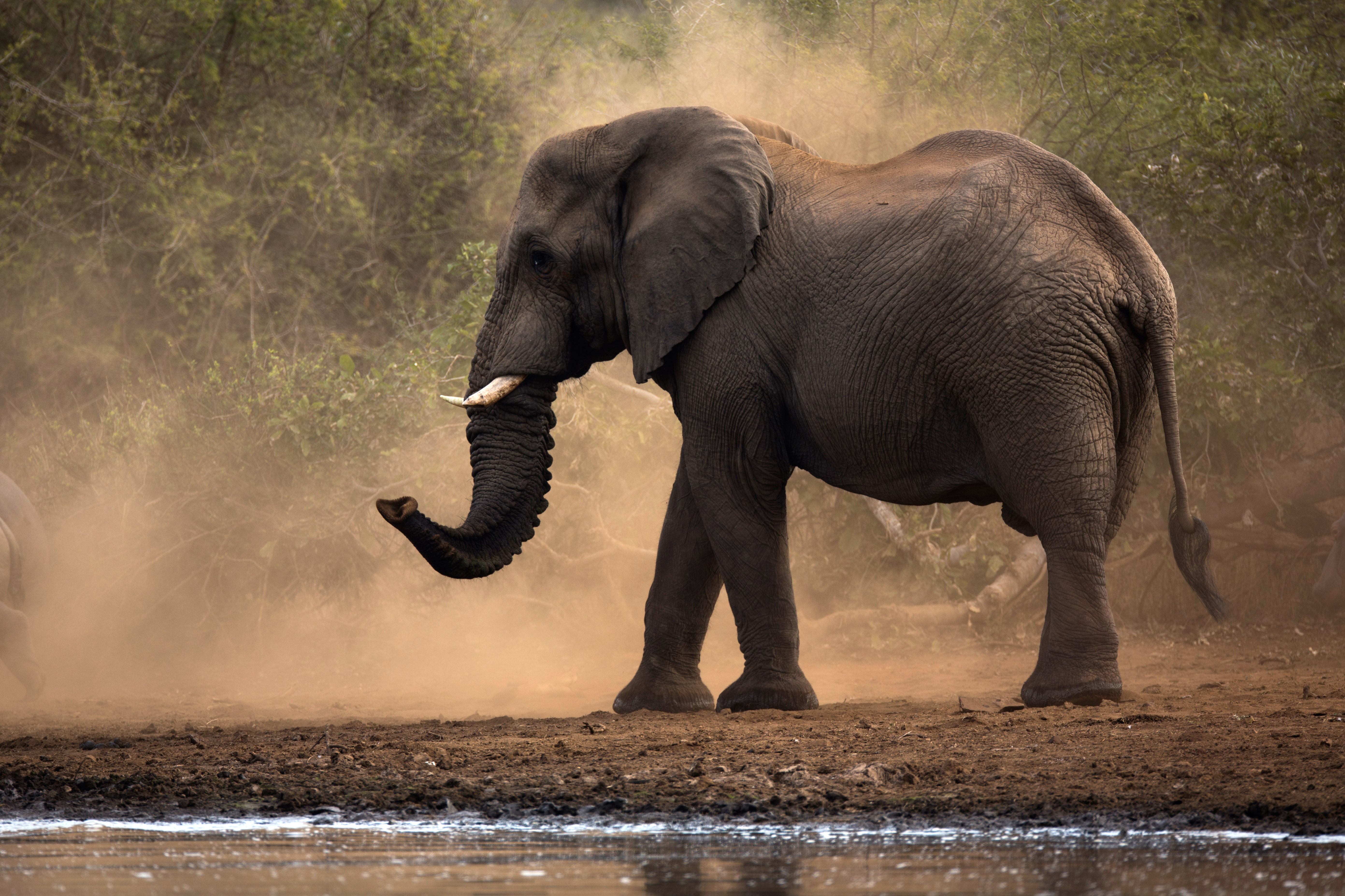 Ivory Ban Affects Trade at Antiques Fair in New York | Latin Post