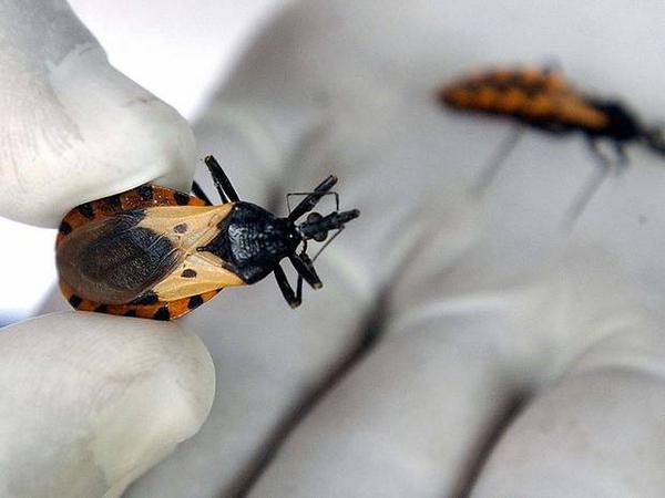 Chagas Disease And Symptoms In The Us Cdc Says Kissing Bug Has Infected 300000 Americans 9385