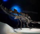 Complete Stegosaurus Fossil Unveiled At Natural History Museum