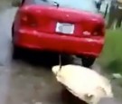 Youths drag turtle 