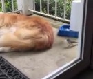 A very smart bird uses a sleeping dog's fur to make a nest.