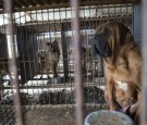 Dogs were rescued from a dog meat farm in Korea by the Humane Society 