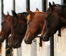 Watch a horse feed his friend who was punished without food.