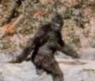 Bigfoot-evidence-sightings-video-pic