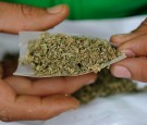 A man rolls a joint during a demonstration demanding the approval of the use of marijuana for medicinal and recreational purposes in front of the Mexican Senate building.