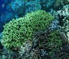 The World's Best Coral Reef Found In Wakatobi, Indonesia