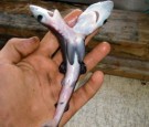 Two-Headed Sharks Triggers Researchers