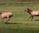  A herd of reintroduced Manitoba elk graze in a meadow at the Oconaluftee Visitor Center on October 22, 2016 near Cherokee, North Carolina. 