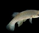 A mummichog, Fundulus heteroclitus, at the Virginia Aquarium.