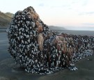 Just curious to know if anyone knows what this is??! Washed up on Muriwai Beach.