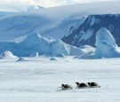 Antarctica, Weddell Sea, Snow Hill Island, Emperor Penguins...