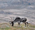 Santa's Reindeers Get Smaller Near North Pole Due To Climate Change