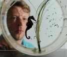 Graham Banton, an Aquarist at the SEALIFE London Aquarium, introduces their new herd of baby seahorses which were born to male adult seahorses ahead of Father's Day at The Sealife Centre on June 11, 2