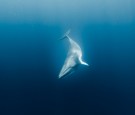 dwarf minke whale in deep blue water