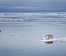 The future is looking more and more bleak for the wildlife of the Arctic, especially the polar bears.