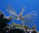 VLADIVOSTOK, RUSSIA - SEPTEMBER 1, 2016: A red lionfish in the Primorye Oceanarium of the Far East Division of the Russian Academy of Sciences, on Russky Island, at night. Yegor Aleyev/TASS Host Photo Agency