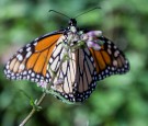 MEXICO-ANIMALS-MONARCH-BUTTERFLIES