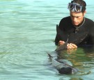 An abandoned four month old Pygmy Sperm Whale is rehabilitated July 2, 2000 in Stock Island, FL.