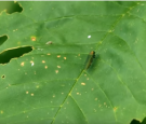 Emerald Ash Borer