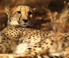 A cheetah sits under a tree on July 20, 2010 in the Edeni Game Reserve, South Africa. Edeni is a 21,000 acre wilderness area with an abundance of game and birdlife located near Kruger National Park in