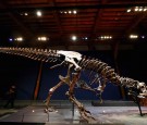 A general view of the skull, jaw, tail, rib cage and teeth of Trix the female T-Rex exhibition at the Naturalis or Natural History Museum of Leiden on October 17, 2016 in Leiden, Netherlands.