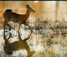 Southeastern Minnesota Chronic Wasting Disease Update