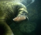 A walrus plays with a heart-shaped ice block at Yokohama Hakkeijima Sea Paradise on February 14, 2009 in Yokohama, Kanagawa, Japan.