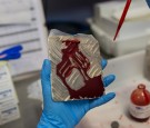 CAMPINAS, BRAZIL - FEBRUARY 11: A biologist works on putting blood on iron plates to feed the females of the nursery that produces genetically modified mosquitoes on February 11, 2016 in Campinas, Brazil. Technicians from the Oxitec laboratory located in 