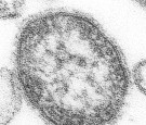 Measles Virus 