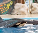 Baby Killer Whale Born At SeaWorld San Diego