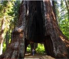 The Famous Pioneer Cabin Sequoia Tree