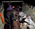 Patrolling With India's Cow Protection Vigilantes