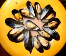 Prince Edward Island Mussels Harvested For U.S. Consumption