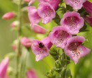 A Bumblebee Collects Pollen From A Foxglove Flower