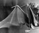 1945: The body of a blood sucking bat from Peru which measures 4 inches.