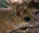 Centipede vs. Grasshopper Mouse | National Geographic