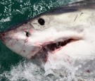 Cage Diving With Great White Sharks In South Africa