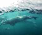 Bottlenose dolphins swim ahead of the bow of a boat off the southern California coast on January 30, 2012 near Dana Point, California.