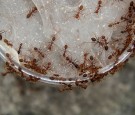 Ants enter a jar which is used for breeding on April 5, 2014 in Bogor, Indonesia. 