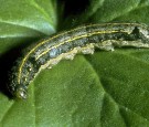 Larva of S. littoralis, showing light and dark longitudinal bands on sides of the body and dark spots on segments of the dorsal side.  