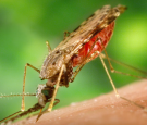 Malaria