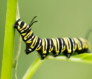 Caterpillar Facts - Facts About Caterpillars